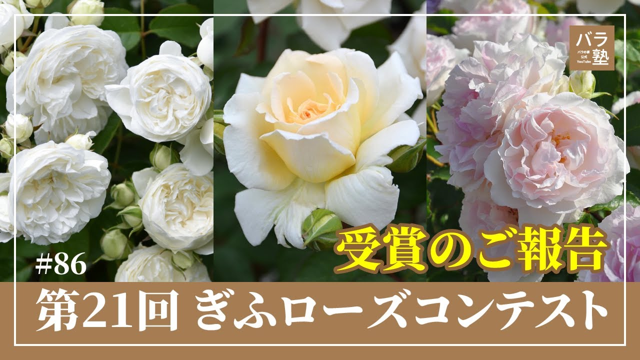 86 Winners of the 21st Gifu International Rose Contest - YouTube