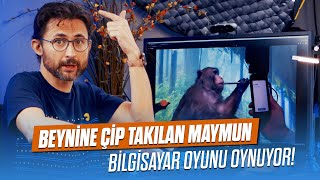 Beynine çip takılan maymun bilgisayar oyunu oynuyor!