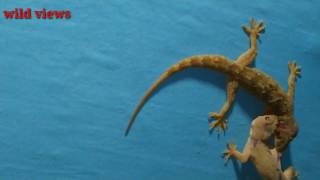 Gecko Fight