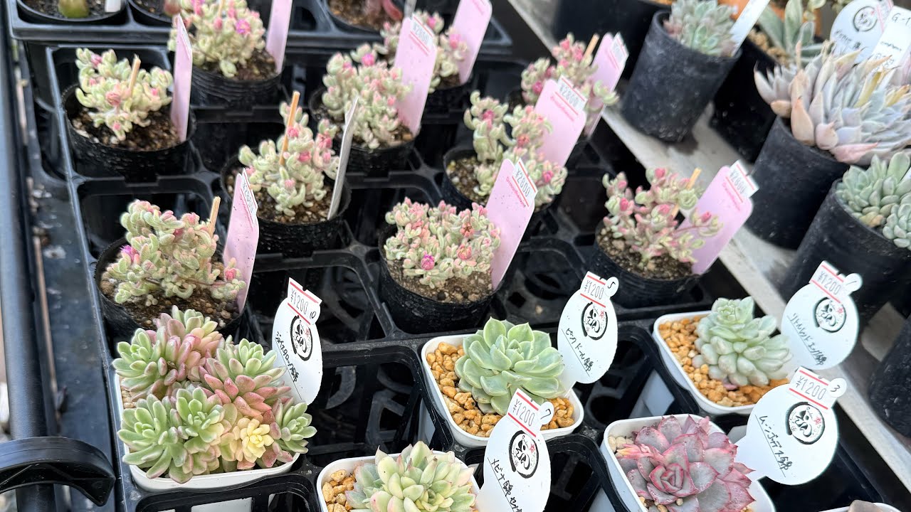 最終追加18 テテラエンシス E.tetelaensis 多肉植物 Second Shop Succulent Plant Introduction] Variegated Drosanthemum