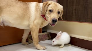 Rabbit wakes up Labrador puppy to play | Little John and Snow |