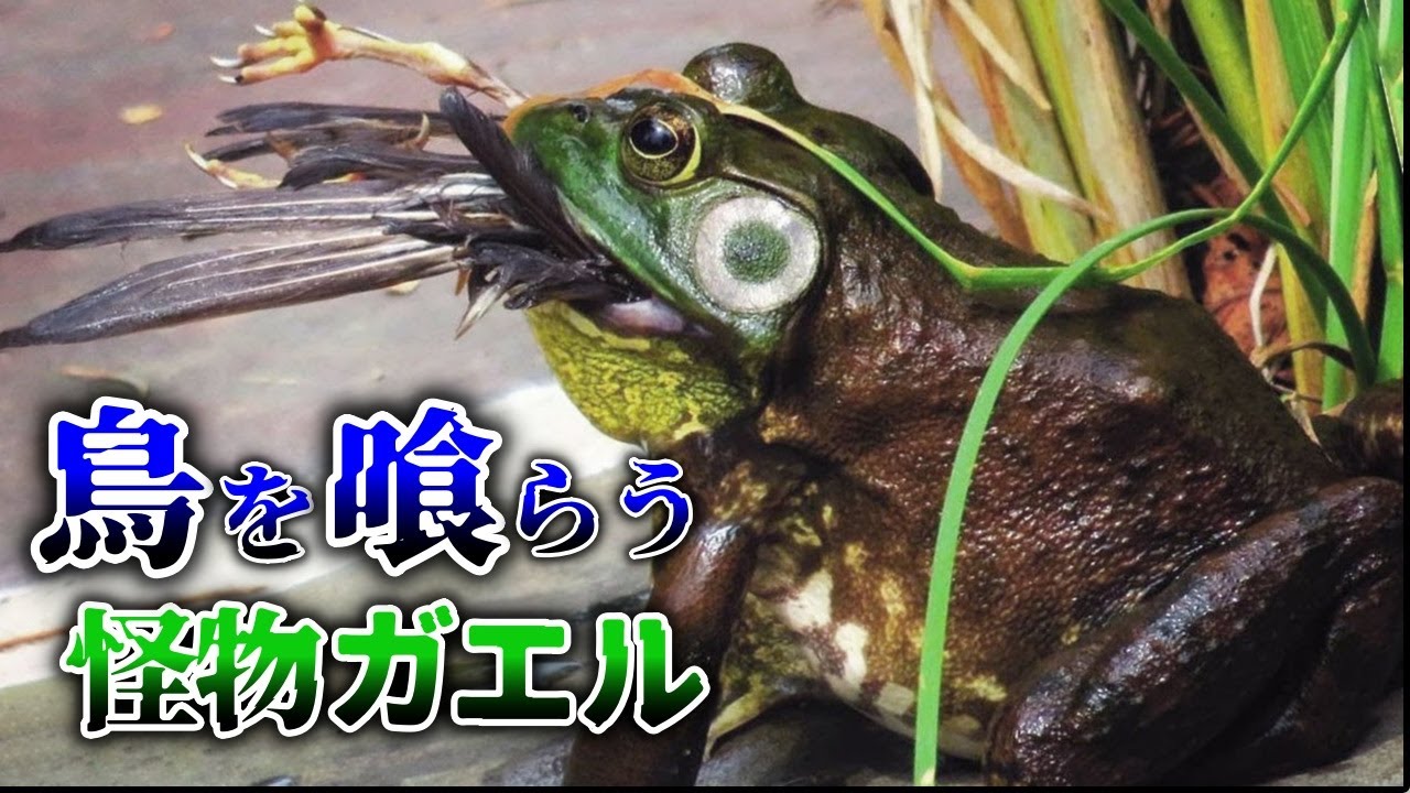 【ゆっくり解説】世界を侵略する巨大怪物 ウシガエル - YouTube