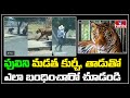 Viral Video: Escaped tiger caught with lasso in Mexico
