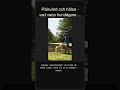 Pälsvård och hälsa - vad varje hundägare bör veta #Shorts