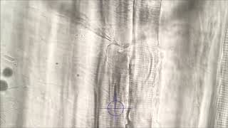 Mouse Skeletal Muscle -Voltage Clamp