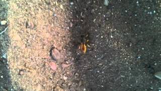 Abeja cavando en la arena