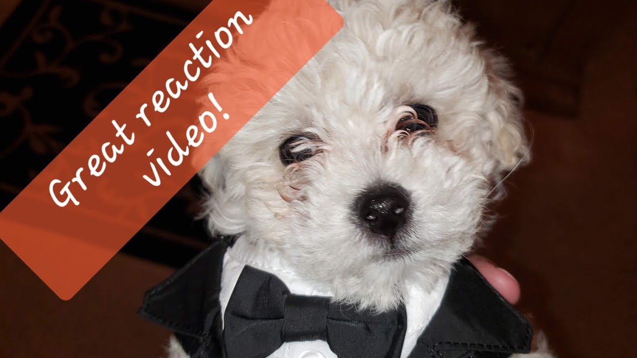 Watch Our Kids' Reaction to Meeting Their New Puppy! They asked for years and finally have one!