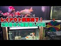 【KOI FISHレイアウト変更完了LIVE】#koi #錦鯉 #錦鯉水槽飼育 #アクアリウム #carp #金魚 #aquarium #水族館
