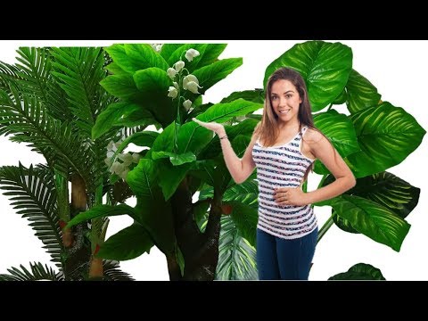 Video: Grandes Plantas De Interior (32 Fotos): Flores Altas De Interior Y Plantas Grandes Como Un árbol En Macetas Para El Hogar
