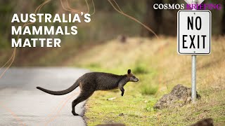 To save Australia's mammals we need to know them | Cosmos Briefing