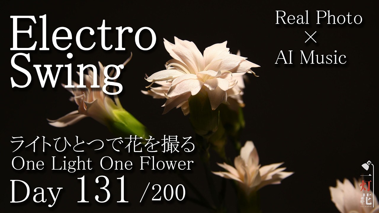 Electro Swing》Carnation| Flower Music ｜ 一灯花 -131