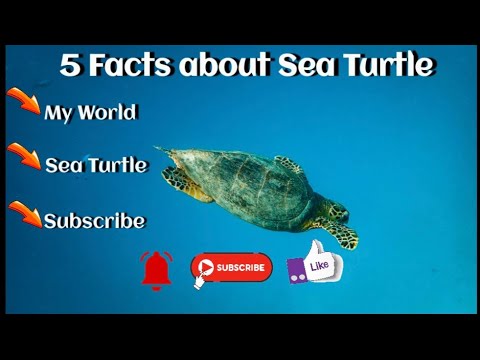 5 Fascinating Facts about Sea Turtles | My World 🌍 #SeaTurtleFacts # ...