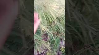 Download Lagu tera dilber 🤗 MP3