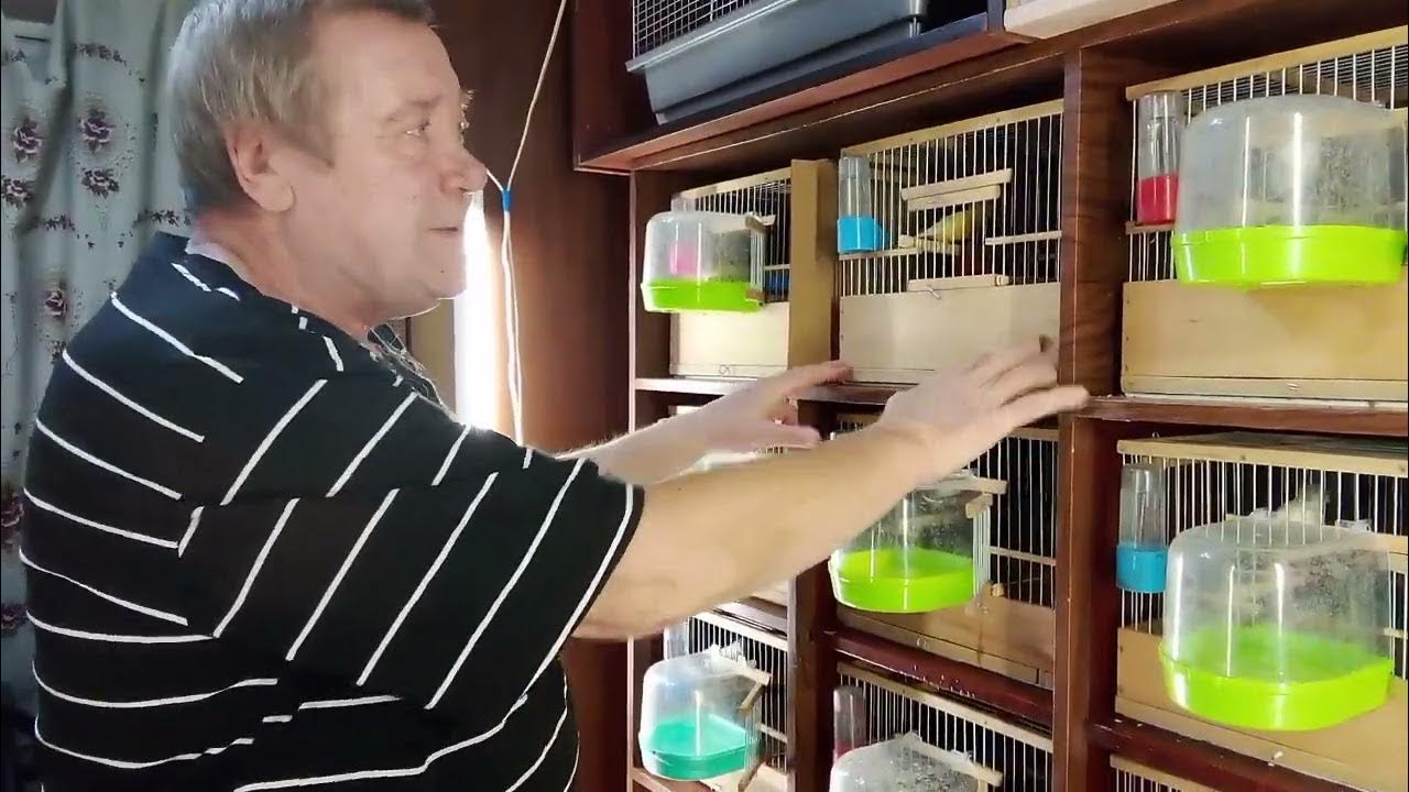 Разведение канареек - YouTube