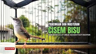 suara burung CIBLEK GACOR NGEBREN Pancingan Ciblek Semi bahan jadikan ciblek kristal gacor Tarung