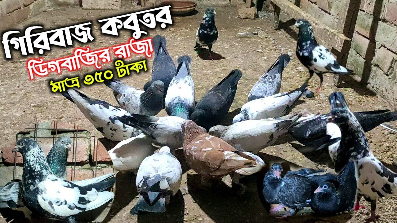 মাত্র ৩৫০ টাকায় গিরিবাজ কবুতর | kobutor price in bangaldesh | giribaz kobutor price