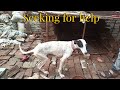 Building dog house for abandoned dog