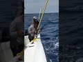 The ultimate sword fight 🤺 #repost Credit: @relentless_sportfishing #fishing #swordfish