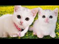 お腹が空いたと鳴くマンチカン子猫は可愛い ! 【コンプリート版】The Munchkin cat meowing.So cute kitten!(Complete version)