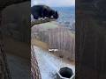 It Looks Like a Deadly Fall… But It Isn’t 😳👀 #OpticalIllusion#CatVideo#MindTrick