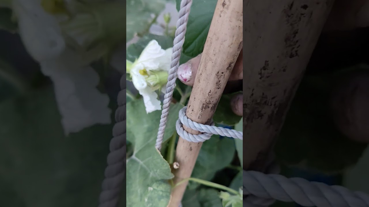 Mother's Day Lauki ki BEL Mein hand pollination karna 