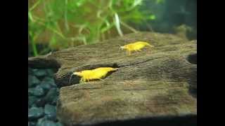 Orange sakura freshwater shrimps
