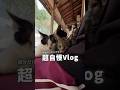 【四国旅】猫様でお腹いっぱいになった超自慢Vlog
