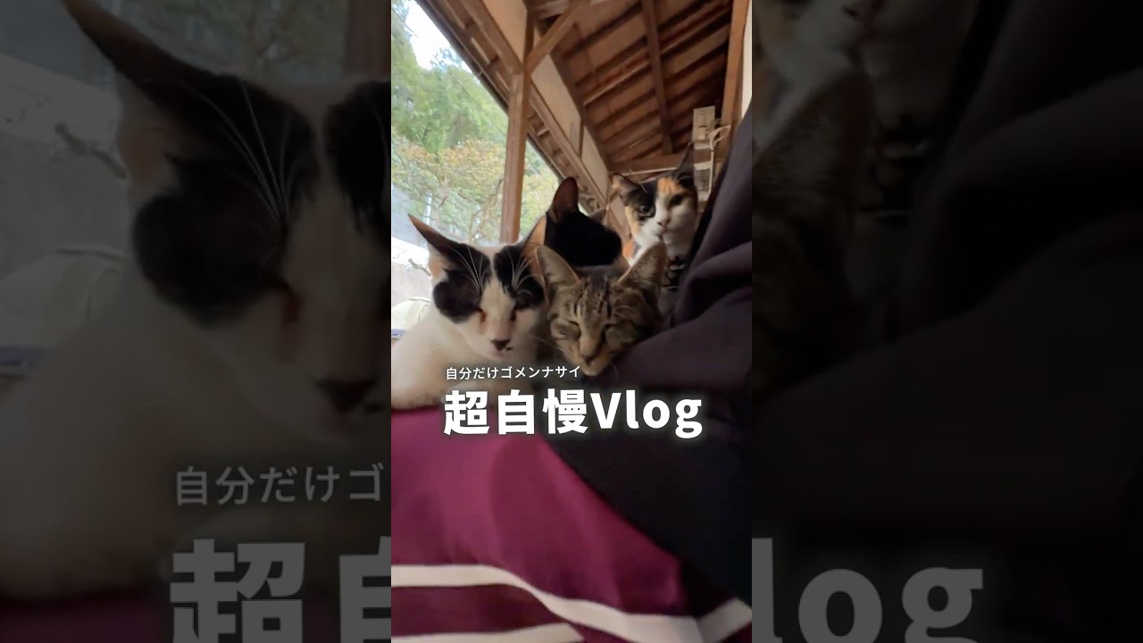 【四国旅】猫様でお腹いっぱいになった超自慢Vlog