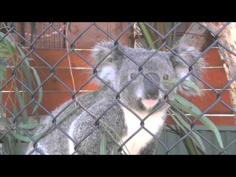 Koala in enclosure, Symbio Wildlife Park, Helensburgh, Australia @kurvapicsa