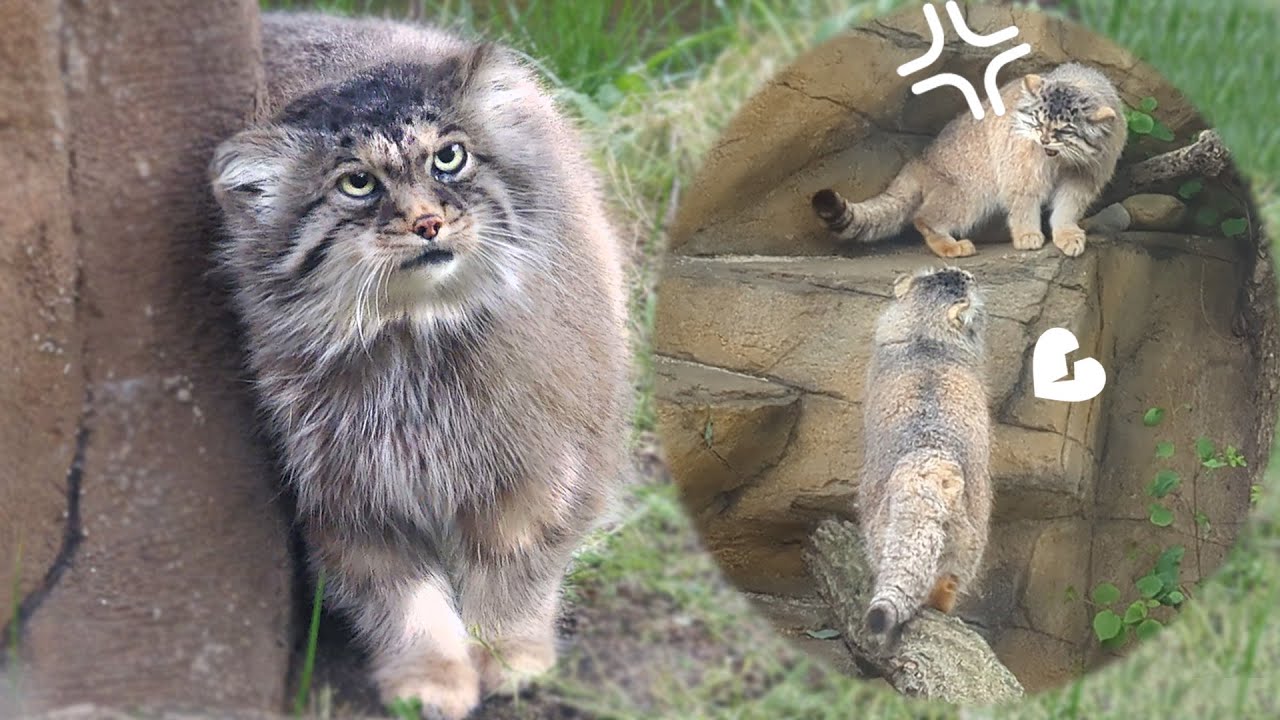 [Пара кошек Манул] Полли одержима Бору. Два человека, которые не могут быть честными😓😿кот-паллас