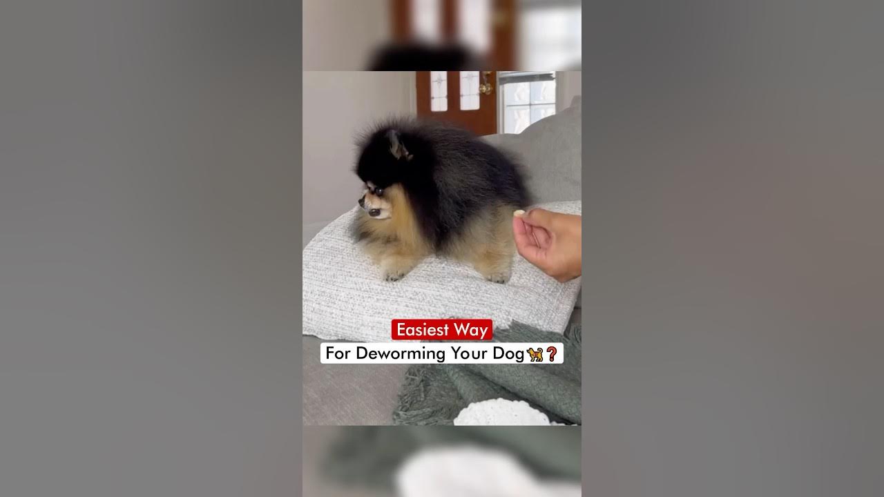 Easiest Way To Give Deworming Tablet To Your Dog 🦮 YouTube