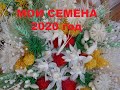 ЗАКАЗЫВАЙТЕ ! Семена сухоцветов урожая 2020года.