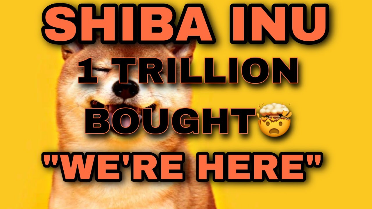 Shiba Inu This Is The Most Shiba Inu EVER Bought YouTube Shiba Inu This Is The Most Shiba Inu EVER Bought YouTube