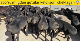 800 Yuzmigdan qo'zilar keldi soni cheklagan ☎️931908484☎️948662122