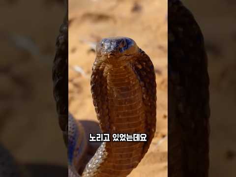 기습당할 뻔한 미어캣, 갑자기 반격했습니다