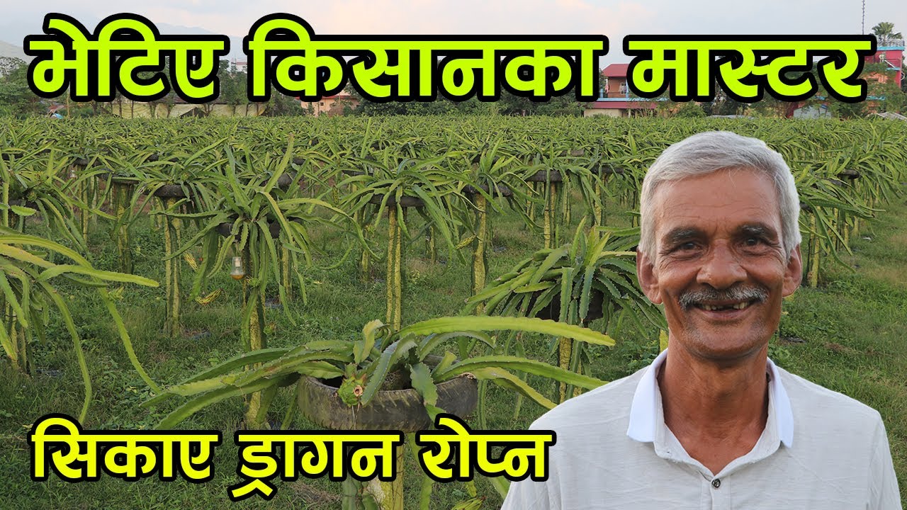 भेटिए किसानका मास्टर ! कति सजिलै सिकाइदिए ड्रागन रोप्ने तरिका, पत्रकारलाई बोल्नै परेन │Nepal Chitra