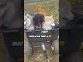 Pumpkin patch finds 🧡 #dogsofyoutube #cute #cutedog