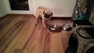 Pugs life, funny sounds compilation