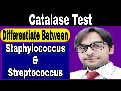 Catalase Test | Procedure of Catalase Test