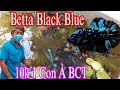 Cái Gì Betta Black Blue Chỉ 10k Một Con Siêu Hấp Dẫn