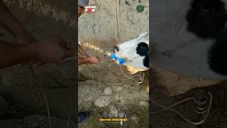 Cow Rescued from Nails