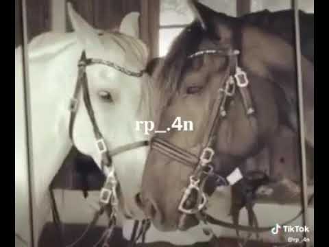 الله المستعان