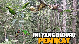 MACAM² BURUNG MEWAH MERAPAT KE SINI | BIKIN KAYA RAYA | HUJAN DERAS DI TENGAH PEGUNUNGAN