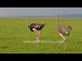 Majestic ostrich parade: Witness the beauty of Maasai Mara, Africa