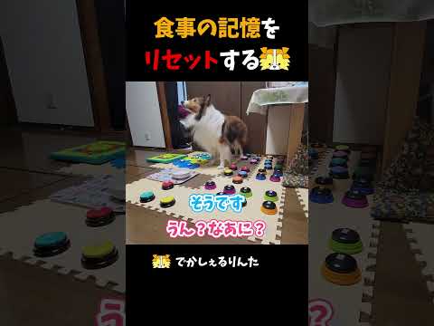 食事の記憶をリセットするシェルティ【会話ボタンでしゃべる犬】 #shorts #犬