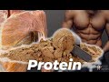 How much protein you really need according to science