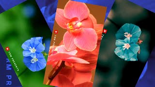 Download Lagu Superhit Odia BGM Ringtone✺Tu Kebala Mora Odia song✺Odia WhatsApp Status✺New OdiaStatus✺TRMpresents MP3