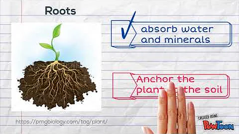 Parts of a plant