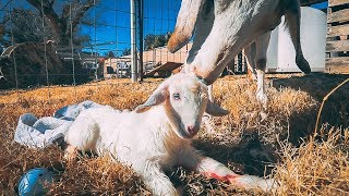 How did our GOAT give birth to a little LAMB?!