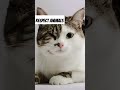 Respect animals vairal catlover bangladesh respectanimals reachto1000subs